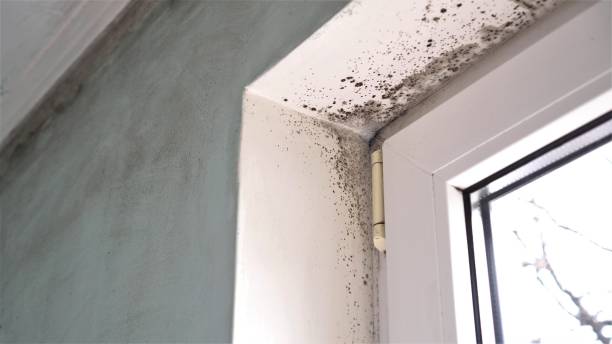 Why You Should Choose Our Mold Remediation Services in Marianna, FL